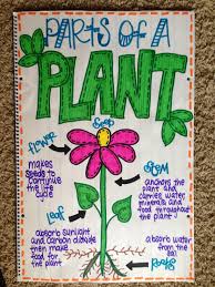 parts of a plant anchor chart science anchor charts