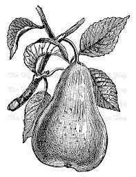 Pear Clip Art Fruit Illustration Commercial Use Digital Stamp Transfer Image Png Jpg Formats Clip Art Vintage Fruit Illustration Digital Stamps