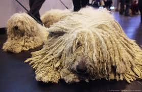 Dog Or Mop Types Of Dogs Curly Hair Styles Dogs