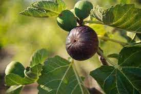 Figs (anjeer) are also called nature candies because they contain high levels of natural sugar. How To Grow Anjeer At Home How To Grow A Fig Tree India Gardening