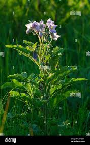 Image result for Solanum sp. A
