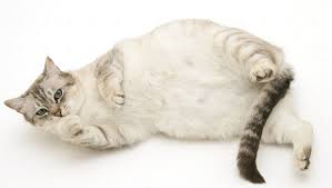 Katanya ada yang smpe 12 bulan (kucing) tpi gk tau jg. Tanda Kucing Hamil 1 Minggu Arenahewan Com