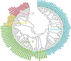 Mwofx is a mutual fund , which is an investment that owns a basket of assets. Genome Wide Identification And Analysis Of High Affinity Nitrate Transporter 2 Nrt2 Family Genes In Rapeseed Brassica Napus L And Their Responses To Various Stresses Bmc Plant Biology Full Text