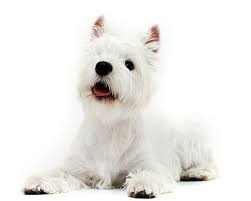 West Highland White Terrier Breed Guide Petbarn