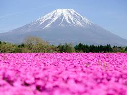 Mt Fuji 5th Station Moss Phlox Garden Spring Tour From Tokyo Tours Activities Fun Things To Do In Yamanashi Japan Veltra