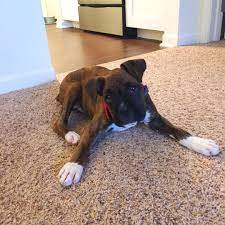 They were born on april 2nd, and good to go. Boxer Puppies For Sale Near Me Boxer Puppies For Sale Near Me Boxer Puppies For Sale Near Me