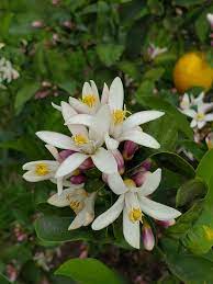 We did not find results for: Meyer Lemon Tree Flowers Meyer Lemon Tree Lemon Tree Meyer Lemon