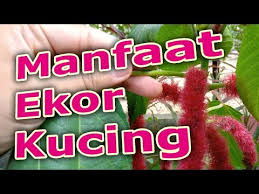 Iklim yang paling sesuai iala iklim tropika.pemangkasan dilakukan selalu untuk mendapatkan bentuk yang. Khasiat Pokok Ekor Kucing Endocarditic Overwatchpro Site