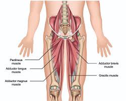 The psoas muscles are part of the hip flexor muscles. Hip Muscles The Definitive Guide Biology Dictionary