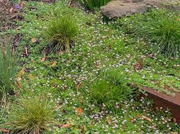 Image result for Phyla nodiflora