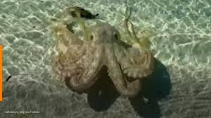I know hurting the body on purpose is haram , but if tattoo doesnt hurt the body , is it still haram , can u please clear all that for me. Angriest Octopus Strikes Man On Australia Beach Yahoo Sports Halal Watch World News