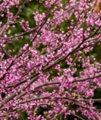 Check spelling or type a new query. Flowering Trees Canton Road Garden Center Akron Ohio