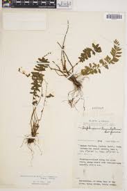 Image result for Asplenium erectum