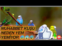 Muhabbet Kusum Neden Yem Yemiyor Su Icmiyor Youtube