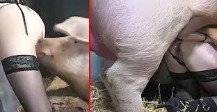 Maybe you would like to learn more about one of these? Zoophile