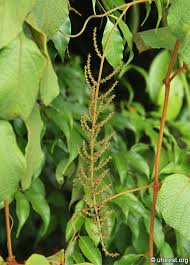 Image result for Ampelocissus