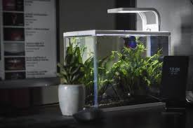 Plantedtank Aquascaping Betatank Betafish Concretecrafts Marbledconcrete Marbledconcreteplanter Diyhomedecor Diy Desktop Decorations D Blog