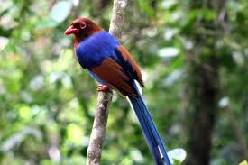 Burung yang umumnya disukai anak untuk diwarnai adalah burung kakak tua, beo, elang, cendrawasih, kenari, dan lain sebagainya. 6 Burung Endemik Dari Sri Lanka Yang Langka Dan Menarik