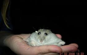 Pin By Ko On Meme Cute Hamsters Memes Reaction Pictures