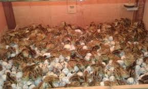 We did not find results for: Cara Menetaskan Telur Puyuh Untuk Membuat Bibit Puyuh Sendiri Belajar Beternak