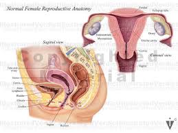 How does pelvic anatomy all fit together? Stock Female Pelvis Normal Anatomy Illustrated Verdict