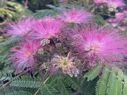 Image result for Albizia