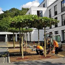 Unser Dienstleistungsteam Bei Der Objektbepflanzung Der Kurpark Kolonnaden In Bad Saarow Prachtvolle Dachplatanen So Gartenarbeit Gartengestaltung Bepflanzung