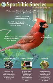Small Green Bird With Red Spot On Head Pin By Wild Bird Centers Of America On Spot The Bird Backyard Birds Watching Backyard Birds Sanctuary Backyard Birds