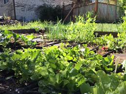 Learn more about what fruit trees grow in zone 6 here. Zone 6 7 Monthly Garden Tasks Full Year The Joy Blog