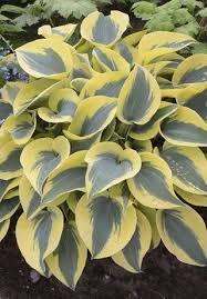 There are some vegetables and flowers that deer don't like, but they will eat just about anything and because this repellent doesn't physically touch plants, it's perfect for vegetable gardens. Sweet Potato Vine How To Plant Grow And Care For Ipomea Batatas Garden Design Plants Ground Cover Plants Deer Resistant Plants