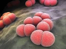 Image result for Neisseriaceae