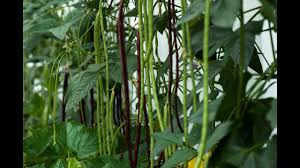 Image result for Vigna hosei