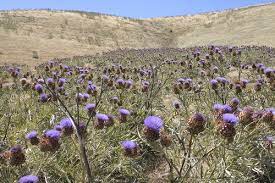 Cynara Cardunculus Uci Center For Environmental Biology