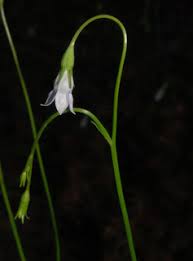 Species of wahlenbergia are found on all continents except north america, and on some isolated islands, but the greatest diversity occurs in the southern hemisphere Wahlenbergia Marginata Southern Rockbell Discover Life Mobile