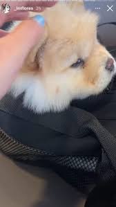 Laura Matamoros se compra un perro de 2.000 euros: desvelamos los detalles