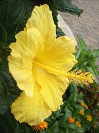 Gives any balcony or patio a tropical feel. Patio Lawn Garden Myers Yellow Ft Braided Hibiscus Live Tree Overall Height 44 To 48 Tropical Plants Of Florida 3 Gallon Pot Gardening