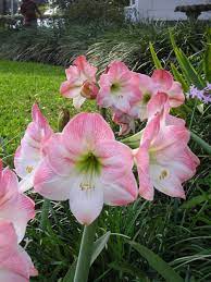 Pin By Leo Visuet On Fragrant Amaryllis Varieties Amaryllis Flowers Amaryllis Apple Blossom