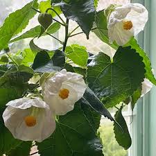 Image result for Abutilon