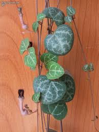 Image result for Ceropegia meyeri-johannis
