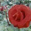 At wild flowers of oregon we create each floral arrangement to be as unique and as beautiful as the person receiving it. Https Encrypted Tbn0 Gstatic Com Images Q Tbn And9gct9l3lyxgkqtilliaeaotzocg1thz4ruryidcej6tr8ywhwltlz Usqp Cau