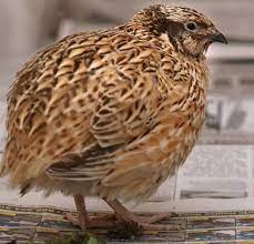 Caring For Quail How To Care For Quails Beginner S Guide