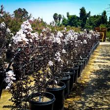 We did not find results for: Pure White Black Diamond Crape Myrtles For Sale The Tree Center