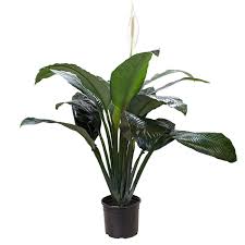 Image result for Spathiphyllum