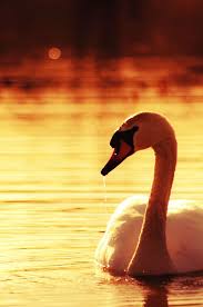 Flowerling A Swan By Davidschermann Swan Beautiful Swan Swan Love