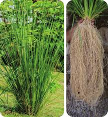 Image result for Chrysopogon