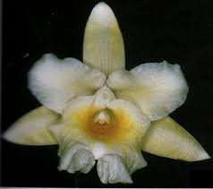 Image result for Urochloa xantholeuca