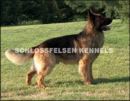 We only sell quality puppies! Long Coat German Shepherd Long Hair German Shepherd