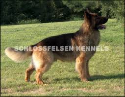Akc german shepherd puppies for sale in missouri. Long Coat German Shepherd Long Hair German Shepherd