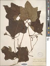 Image result for Lagenaria breviflora