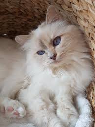 Lilac Point Birman Kittens For Sale Miss Fanna Lilac Tortie Point Sacred Birman Www Catterychintei Nl Birman Cat Persian Kittens Birman Cats For Sale